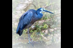 Healsville Sanctuary (Carolyn Brandt ©)
