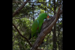 Healsville Sanctuary (Robert Fairweather ©)
