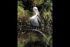 Healsville Sanctuary (David Marriott ©)