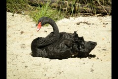 Healsville Sanctuary (Norman Blaikie ©)
