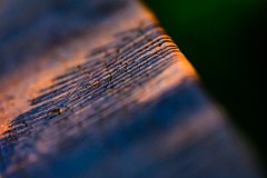 Healsville Sanctuary (Richard Faris ©)