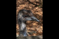 Healsville Sanctuary (David Davidson ©)