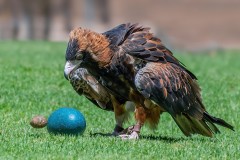 Healsville Sanctuary (Carolyn Brandt ©)