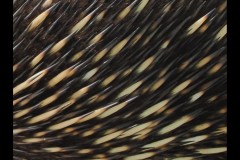 Healsville Sanctuary (David Marriott ©)