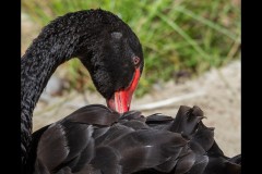 Healsville Sanctuary (Jim Weatherill ©)