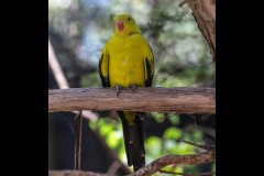 Healsville Sanctuary (Michael Brown ©)