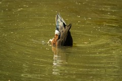 Healsville Sanctuary (Norman Blaikie ©)