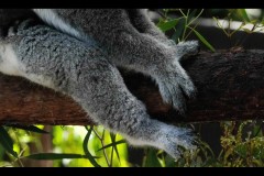 Healsville Sanctuary (Jon Hogan ©)