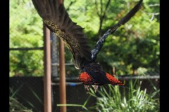 Healsville Sanctuary (David Marriott ©)