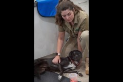 Healsville Sanctuary (Carolyn Brandt ©)