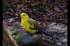 Healsville Sanctuary (David Davidson ©)