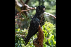 Healsville Sanctuary (Michael Brown ©)