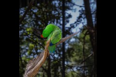 Healsville Sanctuary (Robert Fairweather ©)