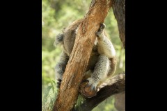 Healsville Sanctuary (Norman Blaikie ©)