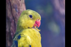 Healsville Sanctuary (Richard Faris ©)