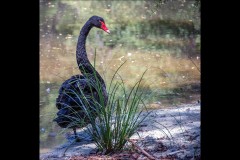 Healsville Sanctuary (Carolyn Brandt ©)