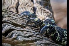 Healsville Sanctuary (Ken Gosbell ©)