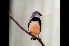 Healsville Sanctuary (Michael Brown ©)