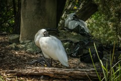 Healsville Sanctuary (Norman Blaikie ©)