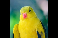 Healsville Sanctuary (Richard Faris ©)