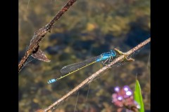 Healsville Sanctuary (Jim Weatherill ©)