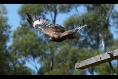 Healsville Sanctuary (Jon Hogan ©)