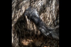 Healsville Sanctuary (Robert Fairweather ©)