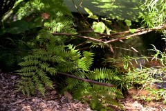 Healsville Sanctuary (Sony Varma ©)