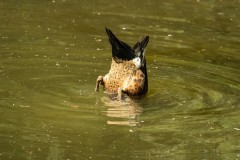Healsville Sanctuary (Norman Blaikie ©)