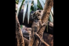 Healsville Sanctuary (Michael Brown ©)