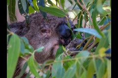Healsville Sanctuary (Carolyn Brandt ©)