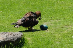 Healsville Sanctuary (Jon Hogan ©)