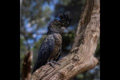 Healsville Sanctuary (Robert Fairweather ©)