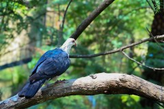 Healsville Sanctuary (Sony Varma ©)