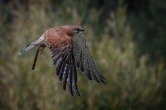 Healsville Sanctuary (Carolyn Brandt ©)