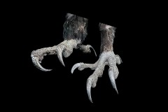 Healsville Sanctuary (Carolyn Brandt ©)