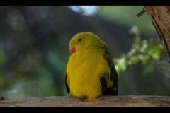 Healsville Sanctuary (Jon Hogan ©)