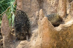 Healsville Sanctuary (Norman Blaikie ©)