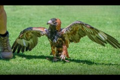 Healsville Sanctuary (Carolyn Brandt ©)