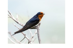 Singing - Kerrie Matthee (Commended - Open - B Grade - July 2019 PDI)