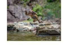 Japanese Snow Monkey at play - Kyffin Lewis (Highly Commended - Open - B Grade - July 2019 PDI)