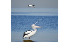 Pelican and Gull - Adrian Fisher (Commended - Open - B Grade - July 2019 PDI)