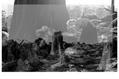 Connection and Loss  - Louise Chen (Highly Commended - Open - B Grade - July 2019 PDI)