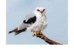 Black Shouldered Kite - Kyffin Lewis (Highly Commended - Open - B Grade - July 2019 PDI)