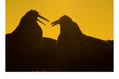 En Garde - Frances Egan (Commended - Open - A Grade - July 2019 PDI)