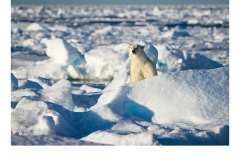 Peek A Boo - Frances Egan (Commended - Open - A Grade - July 2019 PDI)