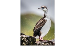 Blue-eyed Shag - Lesley Bretherton (Commended - Open - A Grade - July 2019 PDI)