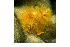 Orange Sea Anenome - Annette Donald (Commended - Open - A Grade - July 2019 PDI)