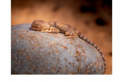 Little Lizard - Kadri Elcoat (Commended - Open - A Grade - July 2019 PDI)