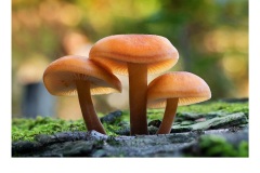Fungi - Nicole Andrews (Commended - Open - A Grade - July 2019 PDI)